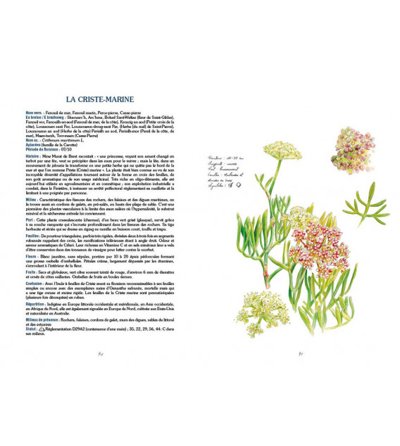 Plantes des Côtes Rocheuses de Bretagne